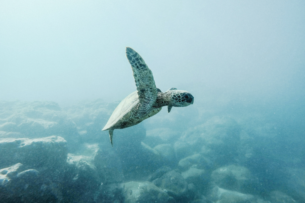 A sea turtle swimming gracefully in the ocean, representing a kayaking trip in Oahu focused on turtle sightings—perfect for a relaxing Oahu itinerary.