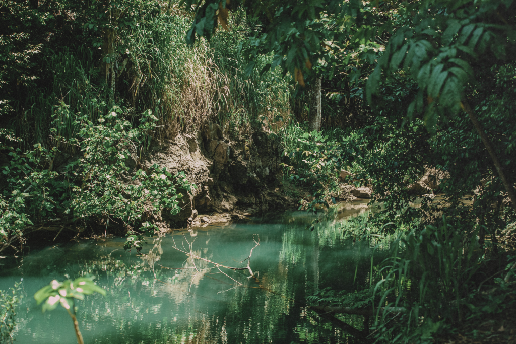A peaceful rainforest scene on a hike in Oahu, with lush greenery and dappled sunlight filtering through the trees—perfect for a relaxing Oahu itinerary.